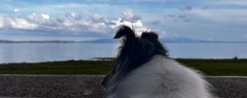 Holistic Dog Training